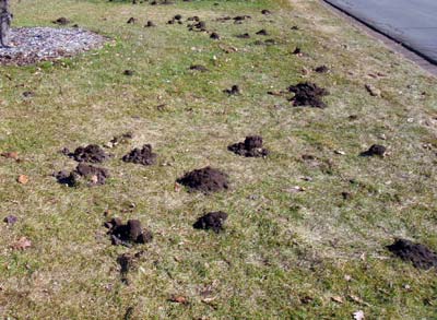 Mole damage