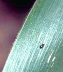 Corn flea beetle