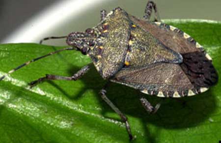 Brown marmorated stink bug