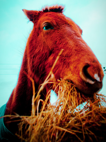 Horse eating hay