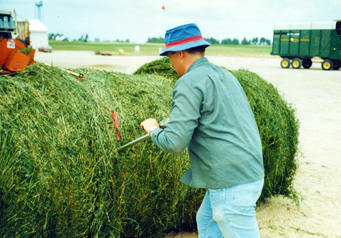 Hay sampling