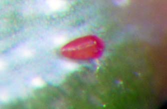 Eriophyid mite