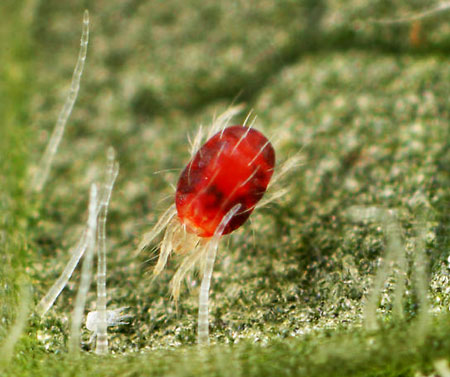European red mite