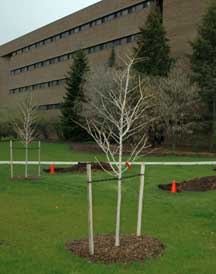 two stake method for trees