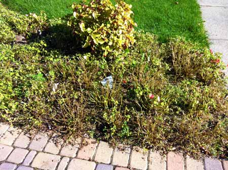 Impatiens downy mildew