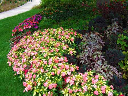 New Guinea impatiens