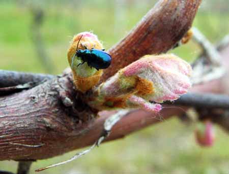 Flea beetle