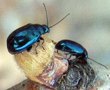 Flea beetle adults