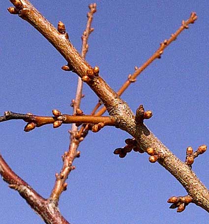 Japanese plum