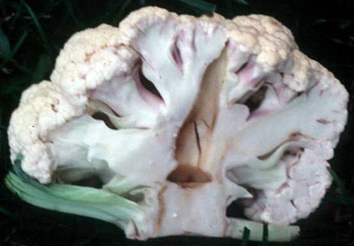 Boron deficiency in cauliflower