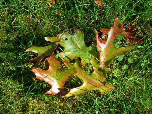 Leaf drop