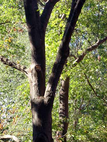 Red oak in April