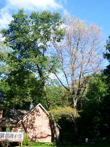 Red oak in June