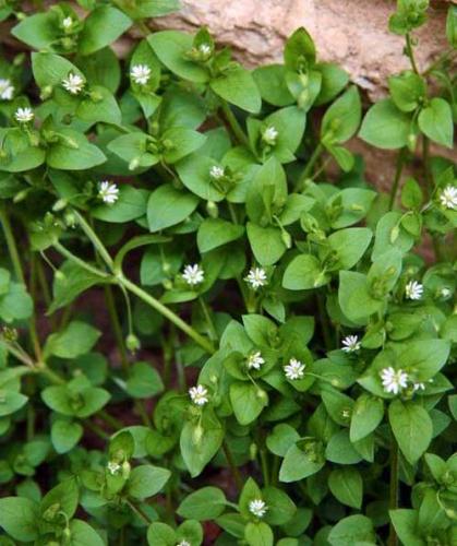 Common chickweed