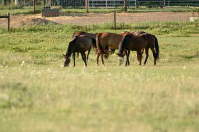 Grazing horses