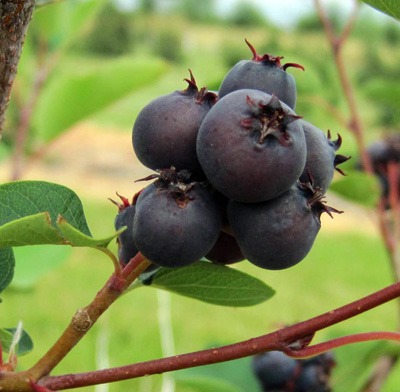 Saskatoons