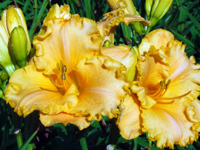 Daylily