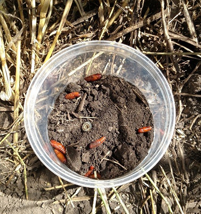 armyworm pupa