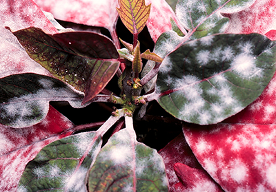 Powdery mildew on poinsettia