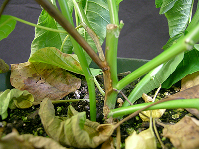 Lesion on stem of poinsettia