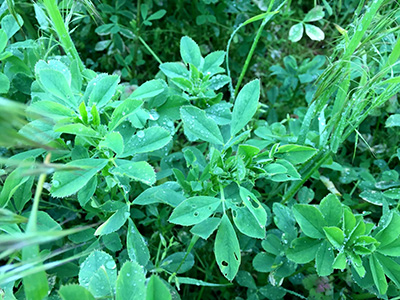 Alfalfa weevil feeding symptoms