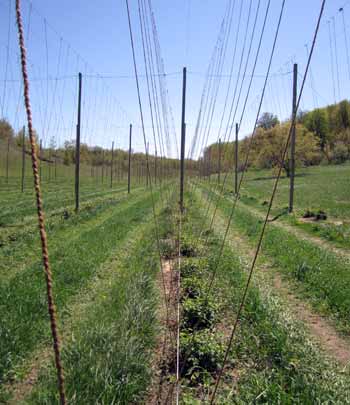 String in hopyard