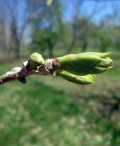 Chinese chestnut