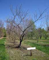 Chinese chestnut