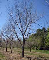 Colossal chestnut