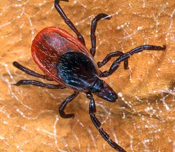 Blacklegged tick