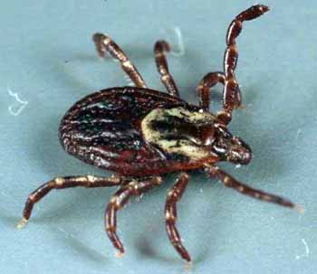 Female dog tick