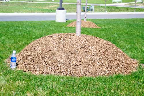 Mulch volcano