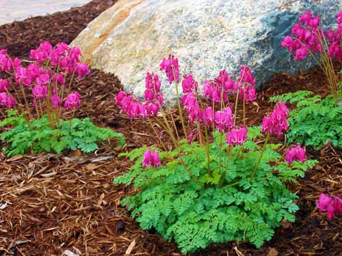 Flax mulch, one of the brightest plant mulches for the garden