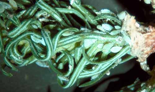 Balsam twig aphid nymphs