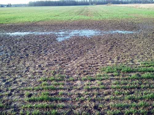 Damaged wheat field