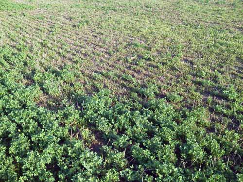 Injured alfalfa