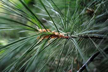 How pine needles can give us a lesson in waterproofing, Trees and forests