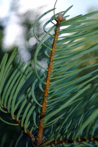 Fir needles