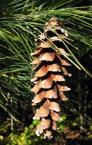 Pine cone scales