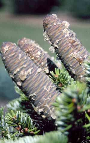 Fir cones