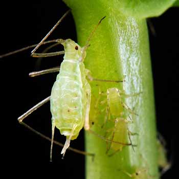 Pea aphid