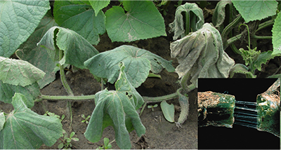 cucumber beetle damage on leafs