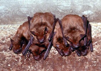 How To Remove Flying Bats From Your House Msu Extension