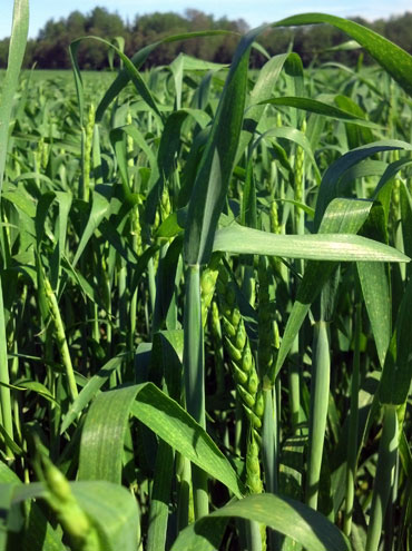 Wheat heads emerging