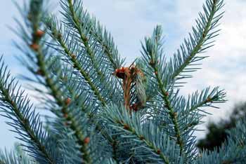 Bird damage