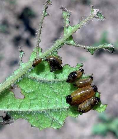 Colorago potato beetles