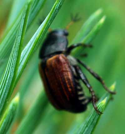 Pine chafer