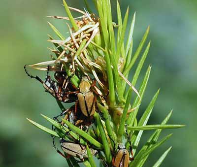 Rose chafers