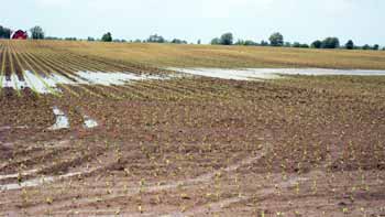 Flooded field