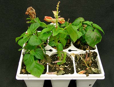 Wilt and plant death of osteospermum